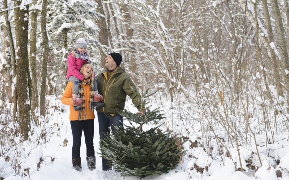 Weihnachtsbaumerlebnis Weihnachtsbaumschlagen